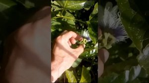 Как цветёт Маракуйя Съедобная   /  7 июля 2021 г.