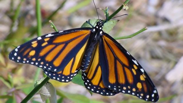 Данаида монарх (лат. Danaus plexippus) смотреть онлайн