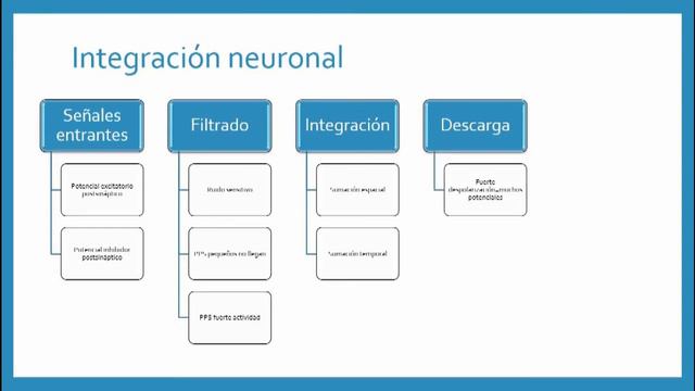 Fisiología: 01 Organización del Sistema Nervioso PUNTOS CLAVE смотреть онлайн