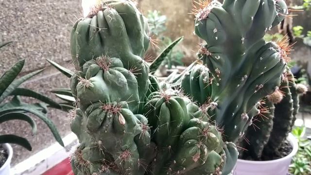 KAKTUS CEREUS PERUVIANUS TANAMAN HIAS DEPAN RUMAH