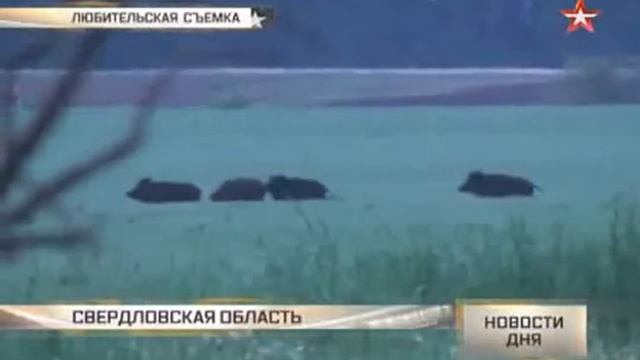 Ведро будильников: свердловские фермеры воюют с кабанами смотреть онлайн