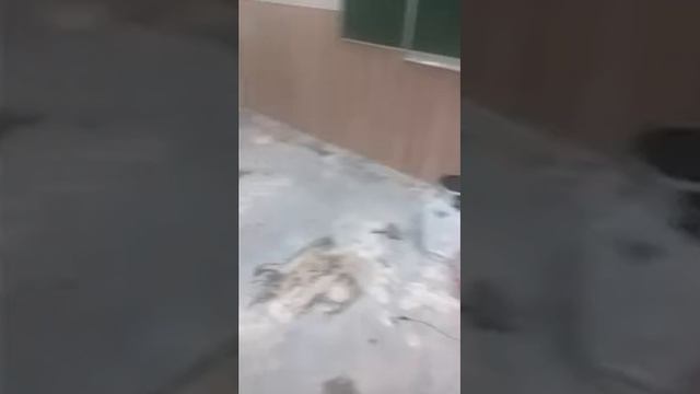 Укладка линолеума в классе. Стелим линолеум. Днепр смотреть онлайн