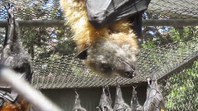 Летучие лисицы / Pteropus, Adelaide, Australia смотреть онлайн