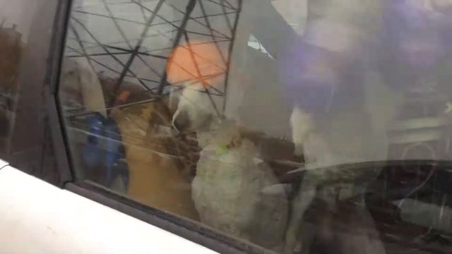 3 пуделя в машине часть 1 смотреть онлайн