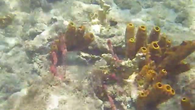 Карибское море под водой. Рыбы и кораллы. смотреть онлайн