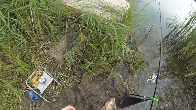 Ловля карася на поплавочную снасть смотреть онлайн