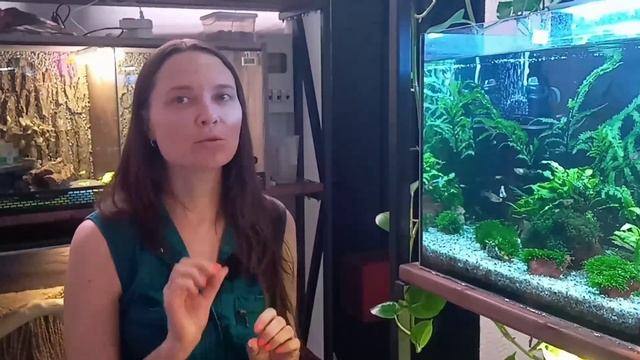 Помутнела вода в аквариуме / Почему / Как исправить смотреть онлайн