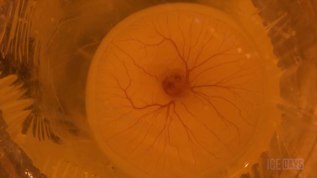 МОЖЕТ ЛИ ЦЫПЛЕНОК РОДИТЬСЯ БЕЗ СКОРЛУПЫ? смотреть онлайн