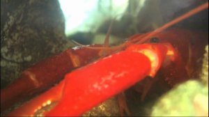 Красный флоридский рак в аквариуме в прямом эфире