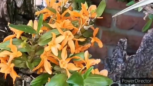 Цветение Орхидей в Апреле. Орхидеи Дендробиум, Ликаста, Цимбидиум, Саркохилус, Фаленопсис, Каттлея.