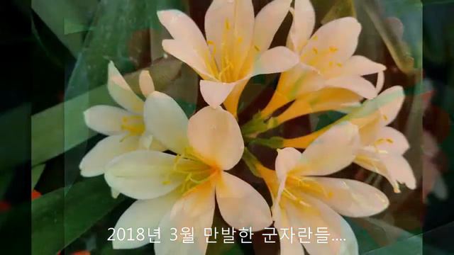 CLIVIA /군자란 смотреть онлайн