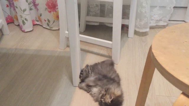 Котёнок играет на кухне. Осторожно, пушистость и мимимишность зашкаливет смотреть онлайн