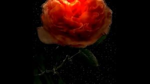 Диана Гурцкая    Быть с тобой  (22 08 14)