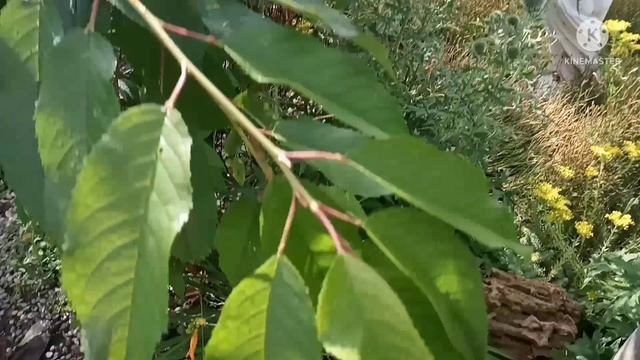 Интересные уголки парка Укромный. Обзор 25.06.22. смотреть онлайн