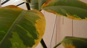 Почему желтеют листья у фикуса