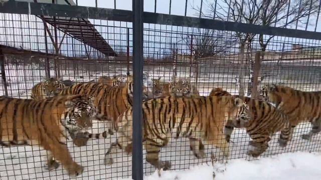 ТАКОГО ВЫ ЕЩЕ НЕ ВИДЕЛИ! Все тигры встали на задние лапы! смотреть онлайн