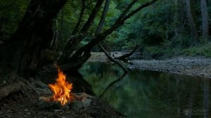 Подкормка золой рассады помидоров и перца