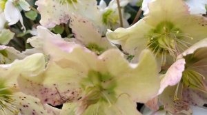 Как ухаживать за морозником☝️?