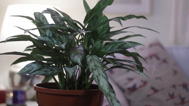 نبتة اجلومينيا / aglaonema silver queen смотреть онлайн
