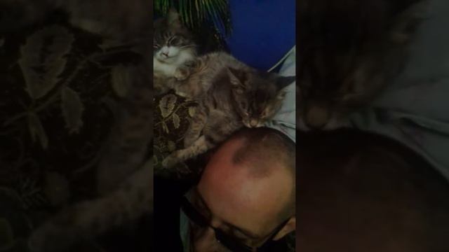 Когда лень помыть голову:) смотреть онлайн