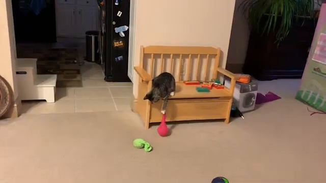 Домашние Животные. Котёнок в доме !