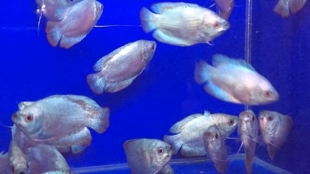 Лялиус кобальтовый Colisa lalia продажа оптом смотреть онлайн