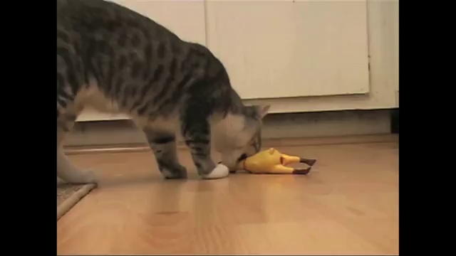 Приколы из обыденной жизни котов смотреть онлайн