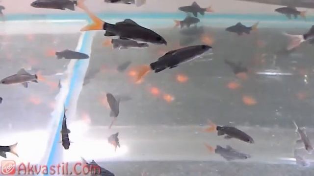Лабео двухцветный или Labeo bicolor Аквариумные рыбки Аквариумистика смотреть онлайн