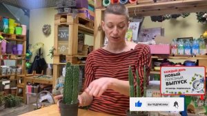 Опунция - заячьи ушки | Плоский сочный кактус | Как ухаживать, как омолаживать