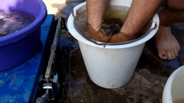 Линь. Первая продажа линей со своего озера.