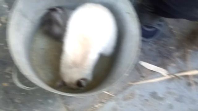 Коты и мыши. Утащил у брата мышку смотреть онлайн