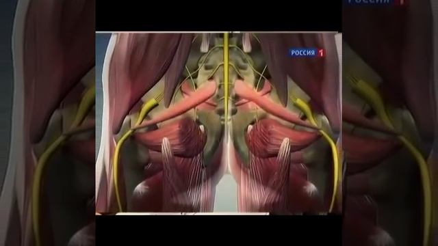 Боли в пояснице и что делать когда болит поясница...