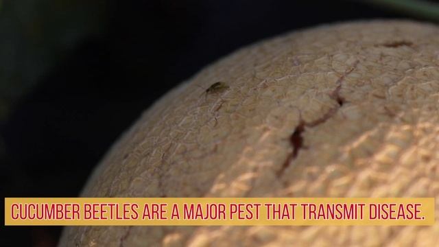 5 Things You Didn't Know About Muskmelon (And Cantaloupe) смотреть онлайн