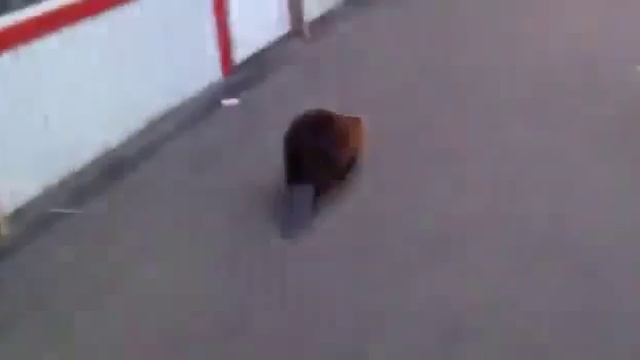 Саня, это бобёр!!!!!! HD смотреть онлайн