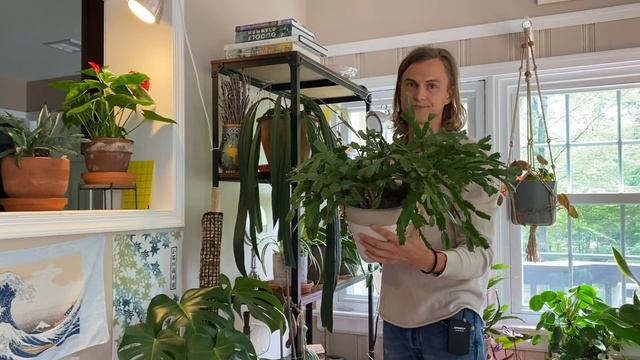 Complete Tour of My Houseplants with Tips & Suggestions (subtítulos en español) смотреть онлайн