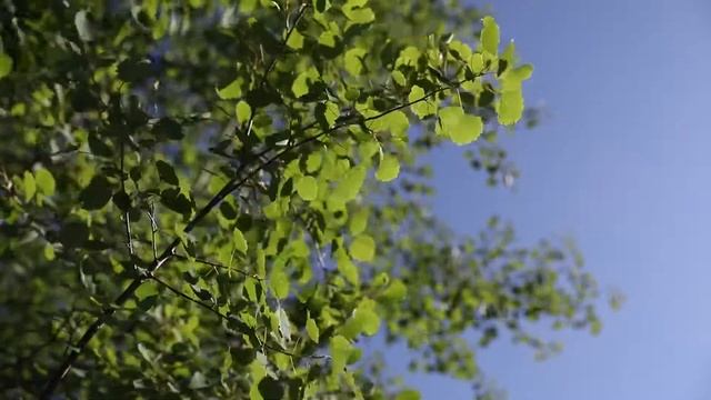 Шум листвы осины Звуки природы смотреть онлайн