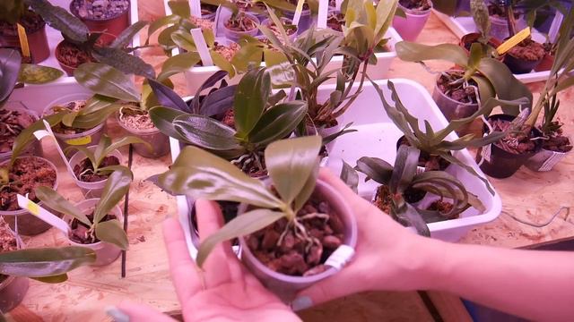 Заказ от schwerter-orchideenzucht №4 . смотреть онлайн