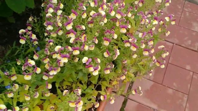 БОНСАЙ ИЗ МЕТЕЛЬЧАТОЙ ГООТЕНЗИИ ? КТО НА ЧТО ГОРАЗД ??? смотреть онлайн