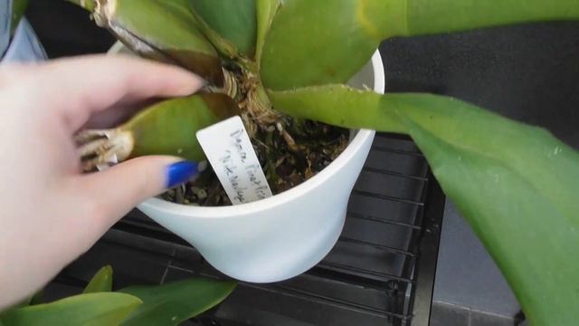 Setting up my Balcony Growspace : Preparing for Summer 2019 смотреть онлайн