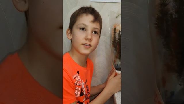 ??? КАРЛИКОВАЯ КАНАДСКАЯ ЕЛЬ И ПИХТА В ГОРШОЧКЕ. РАСТИМ В ДОМАШНИХ УСЛОВИЯХ. смотреть онлайн