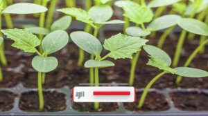 Бизнес на рассаде овощей. Выращивание рассады как бизнес идея. Сколько можно заработать денег. 2021