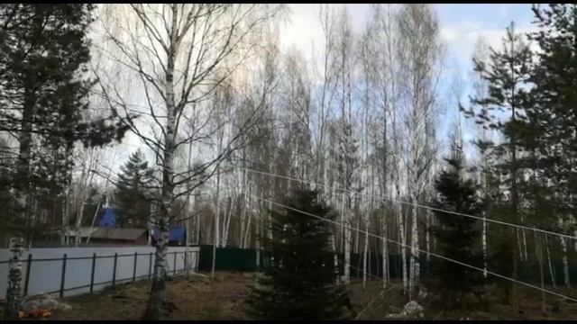 Как безопасно спилить дерево? смотреть онлайн