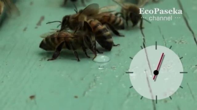 Профессии пчел: водонос смотреть онлайн