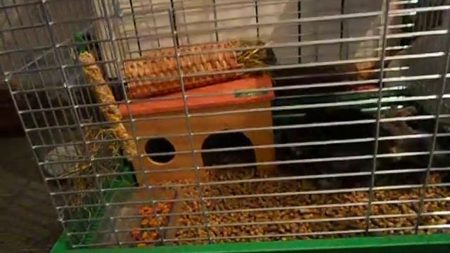 Прикольный зверек шиншилла. смотреть онлайн