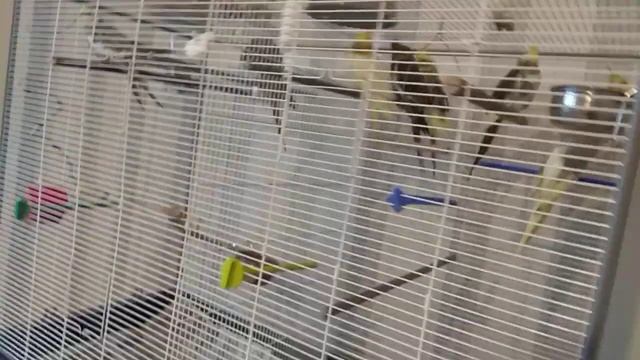 #harizma_ptichka_or
Выпустила пар)) разведение попугаев в РБ смотреть онлайн