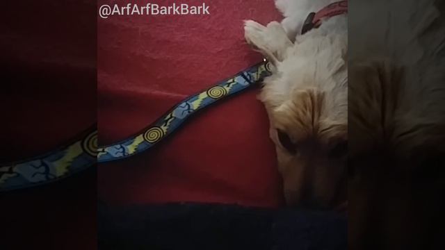 Hey Dog...You're OKAY: He Was Scheduled To Die Yesterday PART TWO смотреть онлайн