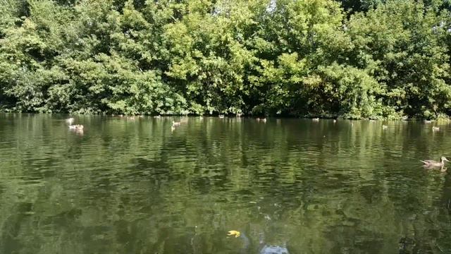 Дикая утка России. смотреть онлайн