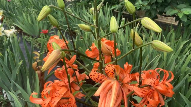 IMG 3898 смотреть онлайн