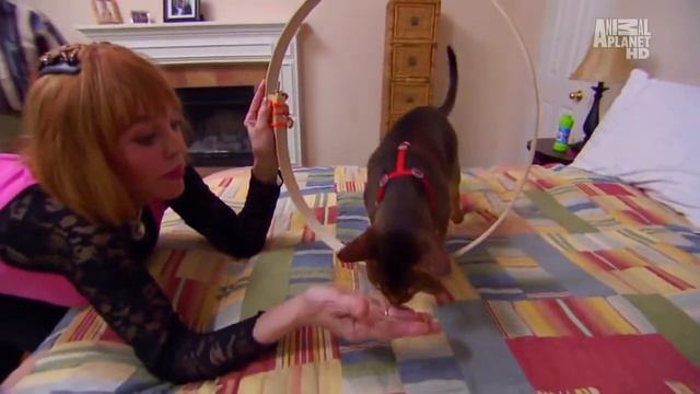 Абиссинская кошка - описание породы смотреть онлайн