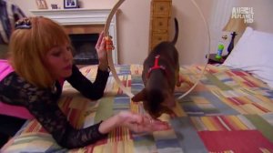 Абиссинская кошка - описание породы